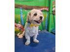 Lynx (mid-east), Sm, Jack Russell Terrier For Adoption In Langley