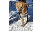 Clancey (mid East) Yo - Tripaw, Golden Retriever For Adoption In Langley