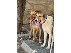 Chester (mid-east) Yo, Golden Retriever For Adoption In Langley
