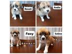 Terrier Mix Puppies (mid-east) Bn, Spitz (unknown Type, Medium) For Adoption In