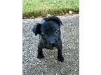 Elliot, Boston Terrier For Adoption In Fishkill, New York
