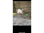 Berkshire Rabbit, Mini Rex For Adoption In Rockaway, New Jersey