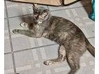 Busy (24-635), Domestic Shorthair For Adoption In Seven Valleys, Pennsylvania