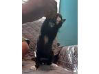 Micelle Kitten, Domestic Shorthair For Adoption In Rockaway, New Jersey