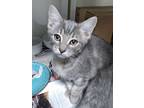Ariya, Domestic Mediumhair For Adoption In San Antonio, Texas