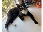Tuxie, Domestic Shorthair For Adoption In San Antonio, Texas