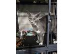Tinkerbell, Russian Blue For Adoption In San Antonio, Texas