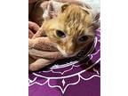 Chee-zeus, Domestic Mediumhair For Adoption In Dallas, Texas