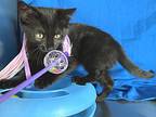 Skillet, Domestic Shorthair For Adoption In Sherwood, Oregon