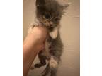 Hazy, Domestic Shorthair For Adoption In San Antonio, Texas