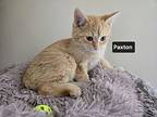 Paxton (24-950), Domestic Shorthair For Adoption In Seven Valleys, Pennsylvania