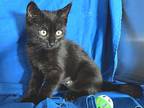 Cast Iron, Domestic Shorthair For Adoption In Sherwood, Oregon