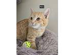 Perry (24-949), Domestic Shorthair For Adoption In Seven Valleys, Pennsylvania