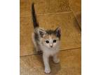 Cloudy, Calico For Adoption In San Antonio, Texas