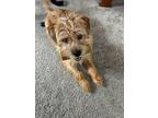 Pili, Terrier (unknown Type, Medium) For Adoption In Fairlawn, Ohio