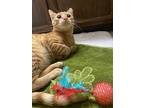 Zeppelin, Domestic Shorthair For Adoption In Lexington, Massachusetts