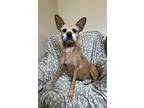 Lucy, Jack Russell Terrier For Adoption In Lafayette, Louisiana