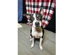 Crawtator, Terrier (unknown Type, Medium) For Adoption In Lafayette, Louisiana