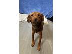 Kashuc, Jack Russell Terrier For Adoption In Lafayette, Louisiana