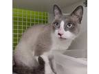 Woodbury 4815, Siamese For Adoption In Dallas, Texas