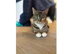 Tora, Domestic Shorthair For Adoption In Dallas, Texas
