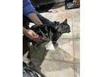 Vanna, Domestic Shorthair For Adoption In Loveland, Ohio