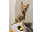 Peabody 0729, Domestic Shorthair For Adoption In Dallas, Texas