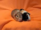 Jake And Elwood, Guinea Pig For Adoption In South Bend, Indiana