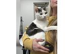 Louise, Domestic Shorthair For Adoption In Fort Collins, Colorado