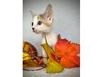 Starfire, Domestic Shorthair For Adoption In Greensboro, North Carolina