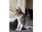 Disco, Domestic Shorthair For Adoption In Fort Collins, Colorado