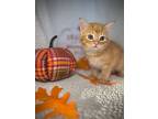 Sisco, Domestic Shorthair For Adoption In Greensboro, North Carolina