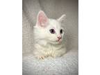 Cosmo, Domestic Shorthair For Adoption In Greensboro, North Carolina