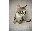 Spritz, Domestic Shorthair For Adoption In Greensboro, North Carolina