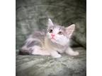 Tamerlane, Domestic Shorthair For Adoption In Greensboro, North Carolina