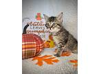 Triscuit, Domestic Shorthair For Adoption In Greensboro, North Carolina