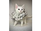 Martini, Domestic Shorthair For Adoption In Greensboro, North Carolina