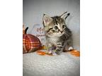 Twinkle, Domestic Shorthair For Adoption In Greensboro, North Carolina
