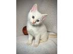 Fizz, Siamese For Adoption In Greensboro, North Carolina
