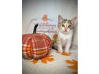 Gingersnap, Domestic Shorthair For Adoption In Greensboro, North Carolina