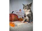 Mooshie, Domestic Shorthair For Adoption In Greensboro, North Carolina