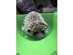 Benny & Lenny, Hedgehog For Adoption In Paramus, New Jersey