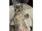 Bee, Domestic Shorthair For Adoption In Belton, Texas