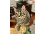 Bear, Domestic Longhair For Adoption In Belton, Texas