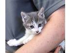 Nutmeg, Domestic Mediumhair For Adoption In North Little Rock, Arkansas
