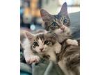 Ranger (bonded W/ Lila), Domestic Mediumhair For Adoption In Oakland, California