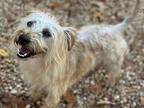 Rex, Silky Terrier For Adoption In Sandston, Virginia