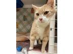 Orion, Domestic Shorthair For Adoption In Mchenry, Illinois