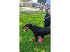 Wilma, Doberman Pinscher For Adoption In Cypress, Texas