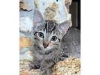 Kai, Domestic Shorthair For Adoption In Oviedo, Florida